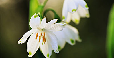 TSUTSUMI企画ページ/バナー制作